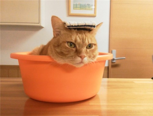 洗面器の中に入っている猫