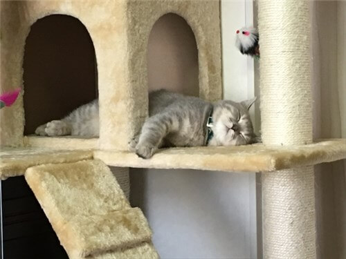 キャットタワーで寝る猫