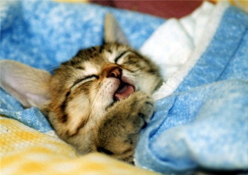布団の中で仰向けになって寝る子猫