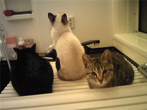 お風呂にいる猫たち