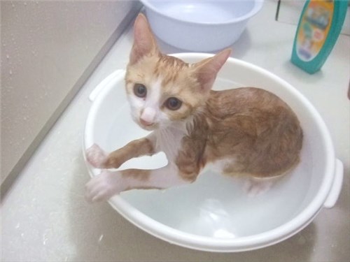お風呂でシャンプーされる猫