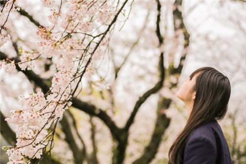 卒業シーズン、桜の花を見上げる若い女性