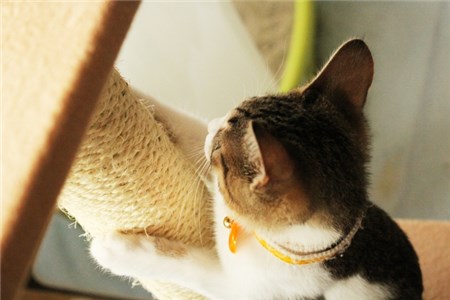 麻縄を巻いたキャットタワーで爪とぎをする猫