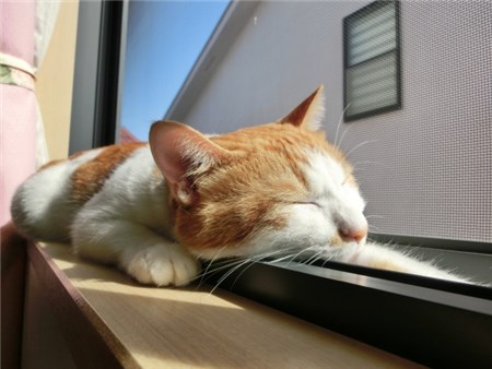 窓際で日向ぼっこをする猫